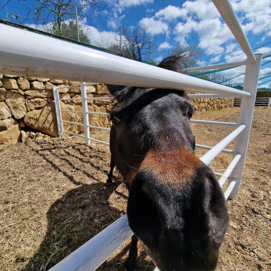 Agriturismo Il Drago Mirabella Imbaccari Exterior foto