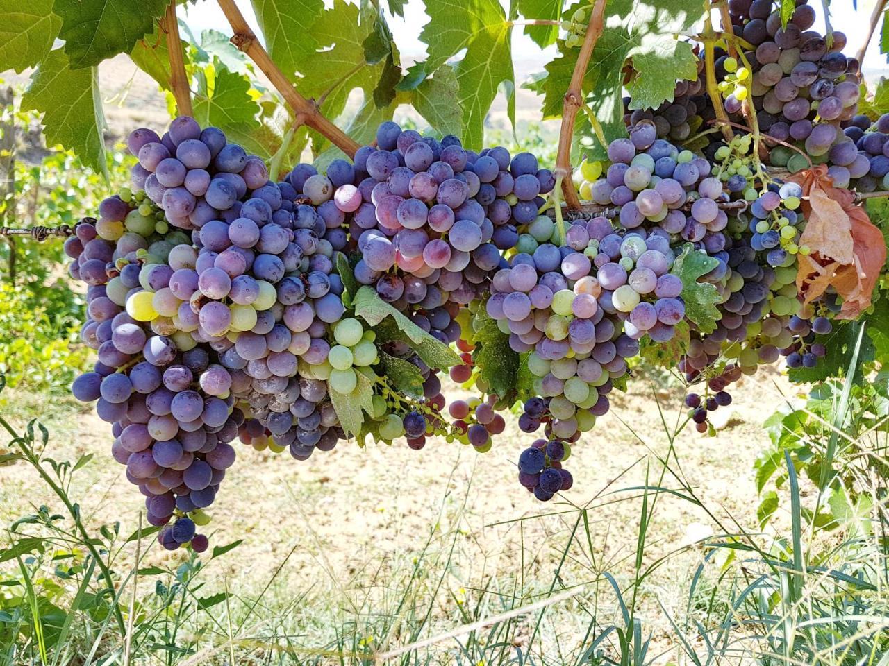 Agriturismo Il Drago Mirabella Imbaccari Exterior foto